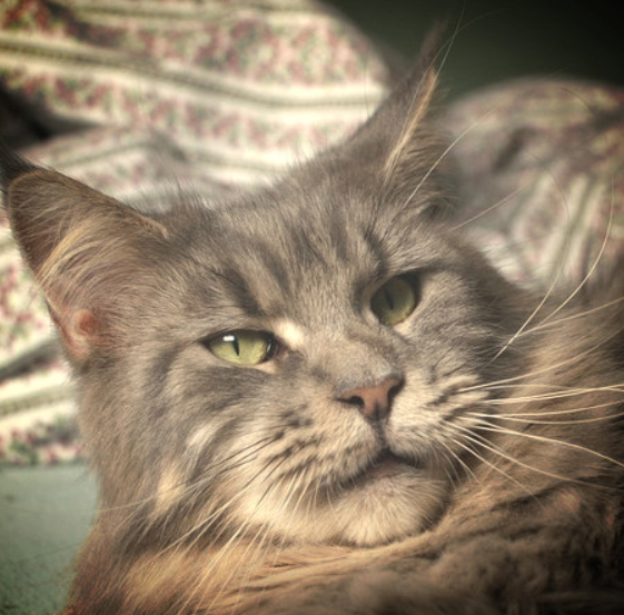 Coogan's Summerfield - maine-coon