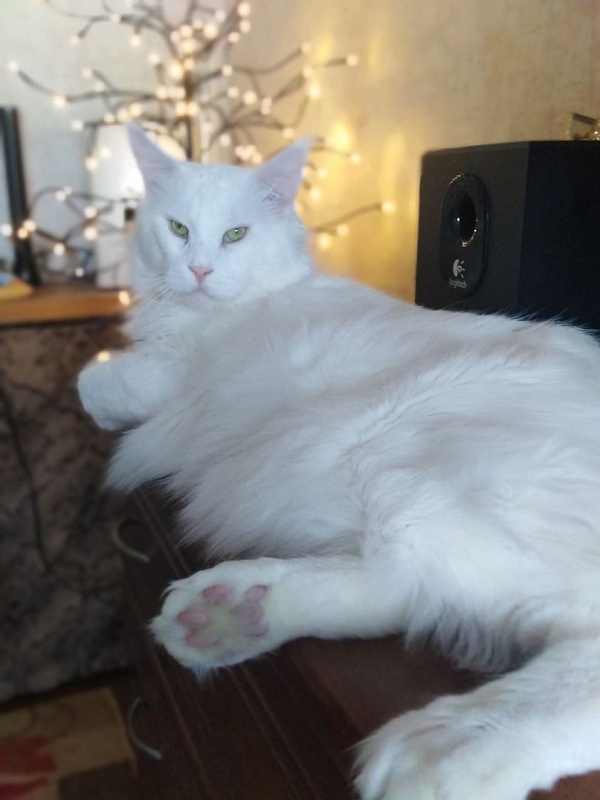 Rinard Marelax Pride - maine-coon
