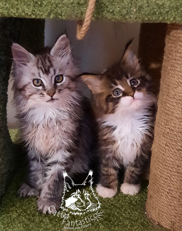 Gatto Fantastico Pepperoni - Кошеня мейн-кун 1 місяць 3,5 тижні