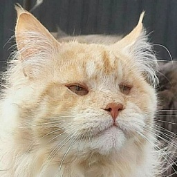 Gatto Fantastico Google