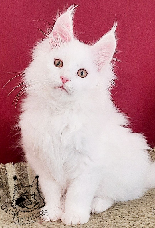 Gatto Fantastico Ulysses Grantovich - Кошеня мейн-кун 3 місяця