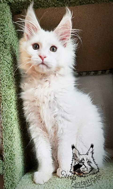 Gatto Fantastico Ulysses Grantovich - Кошеня мейн-кун 3 місяця 1,5 тиждень