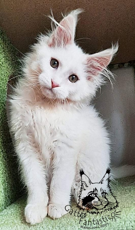 Gatto Fantastico Ulysses Grantovich - Кошеня мейн-кун 3 місяця 1,5 тиждень