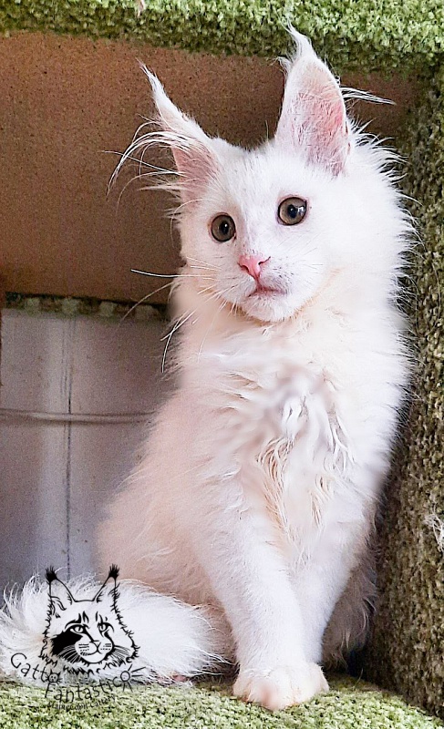 Gatto Fantastico Ulysses Grantovich - Кошеня мейн-кун 3 місяця 3 тижні