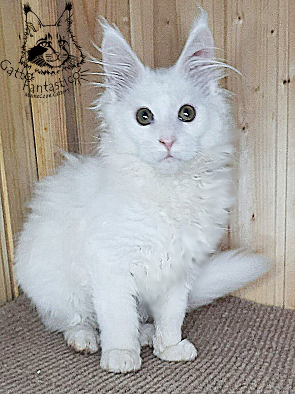 Gatto Fantastico Ulysses Grantovich - Кошеня мейн-кун 3 місяця 2,5 тижні
