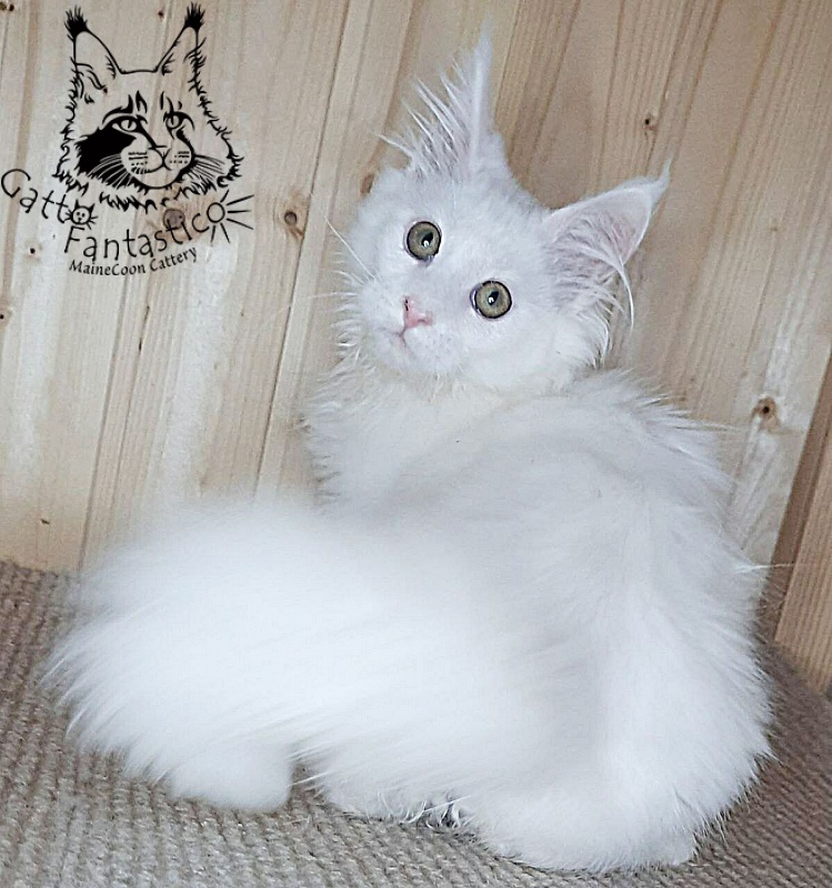 Gatto Fantastico Ulysses Grantovich - Кошеня мейн-кун 3 місяця 2,5 тижні