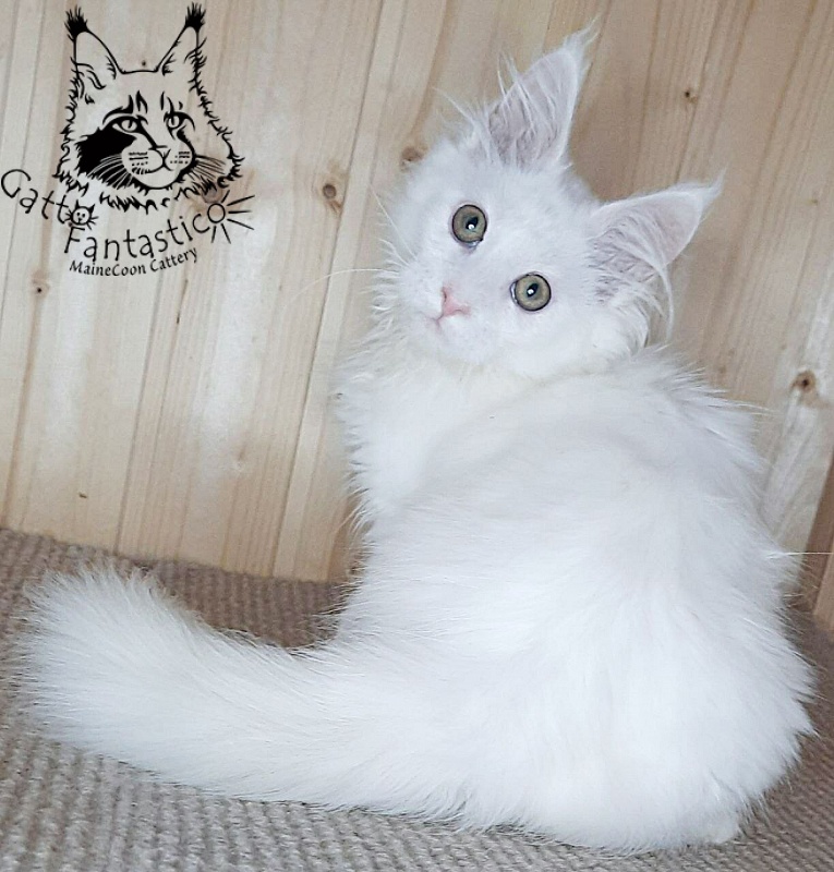 Gatto Fantastico Ulysses Grantovich - Кошеня мейн-кун 3 місяця 2,5 тижні