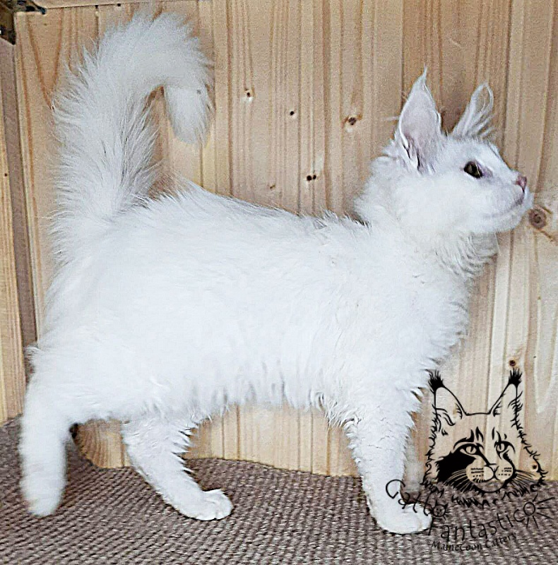 Gatto Fantastico Ulysses Grantovich - Кошеня мейн-кун 3 місяця 2,5 тижні