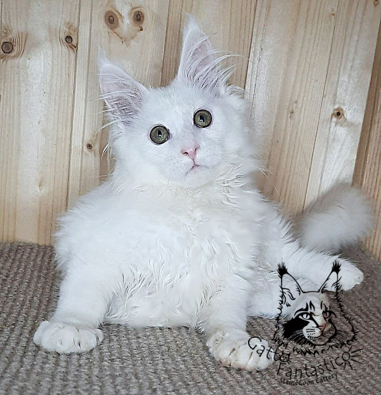 Gatto Fantastico Ulysses Grantovich - Кошеня мейн-кун 3 місяця 2,5 тижні