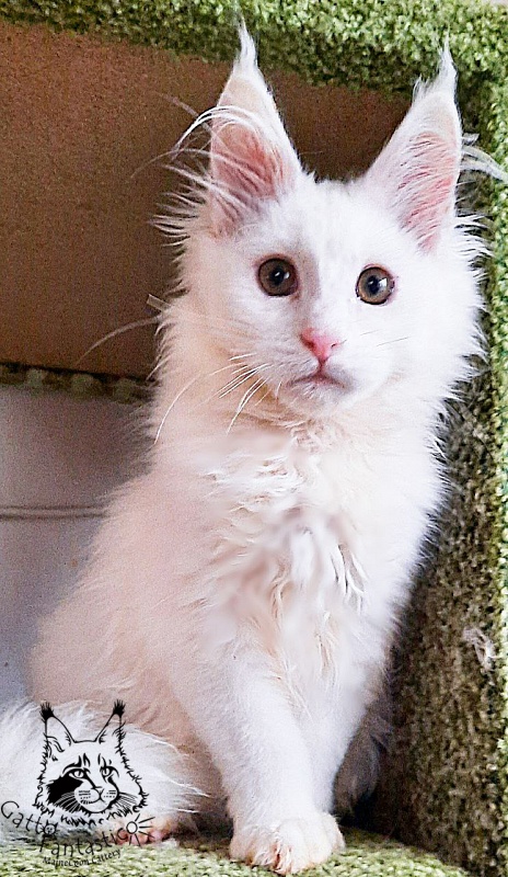 Gatto Fantastico Ulysses Grantovich - Кошеня мейн-кун 3 місяця 3 тижні