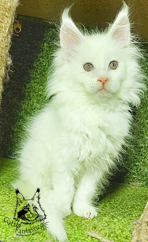 Gatto Fantastico Ulysses Grantovich - Кошеня мейн-кун 2 місяця 1 тиждень
