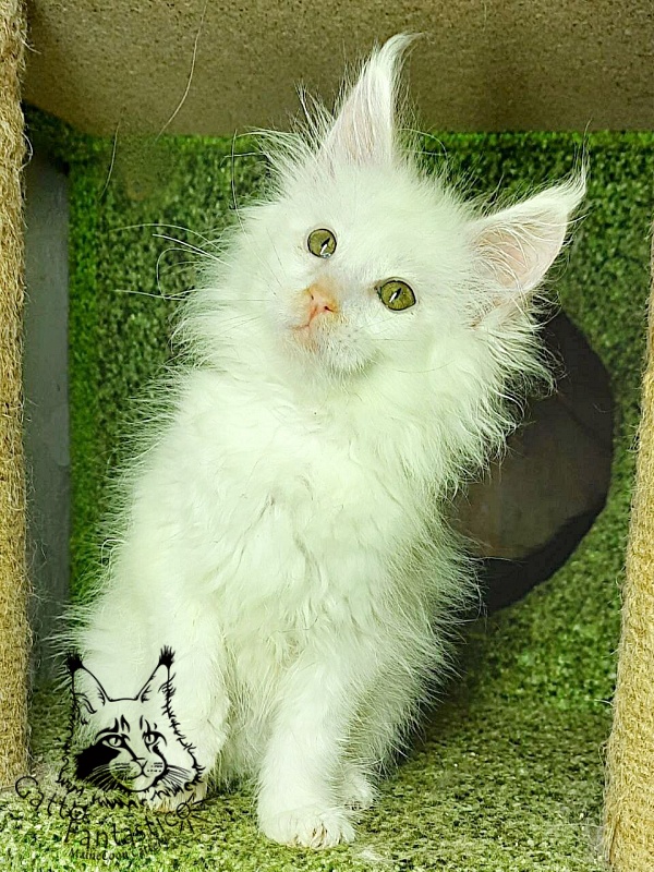 Gatto Fantastico Ulysses Grantovich - Кошеня мейн-кун 2 місяця 1 тиждень