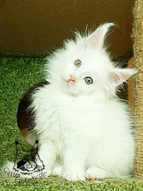 Gatto Fantastico Ulysses Grantovich - Кошеня мейн-кун 2 місяця 1 тиждень