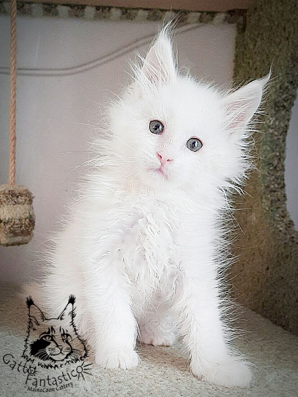 Gatto Fantastico Ulysses Grantovich - мейн-кун