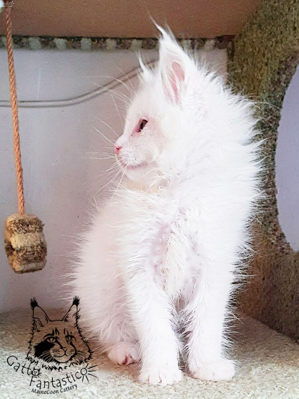 Gatto Fantastico Ulysses Grantovich - мейн-кун