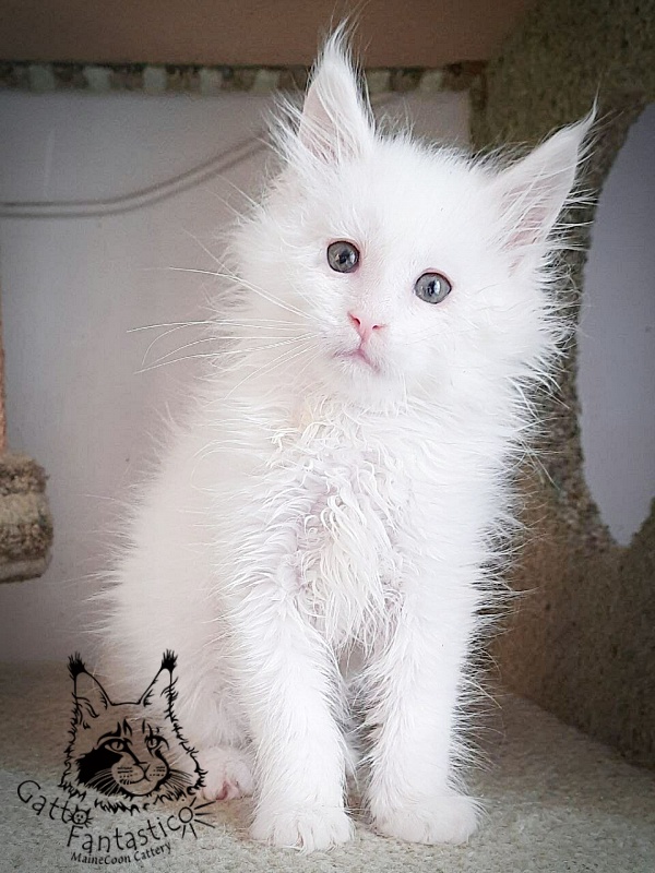 Gatto Fantastico Ulysses Grantovich - мейн-кун