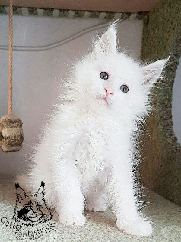 Gatto Fantastico Ulysses Grantovich - мейн-кун