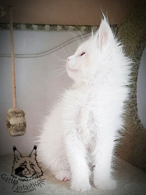 Gatto Fantastico Ulysses Grantovich - мейн-кун