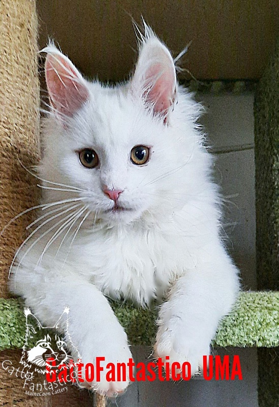 Gatto Fantastico Uma - Кошеня мейн-кун 3 місяця 3 тижні