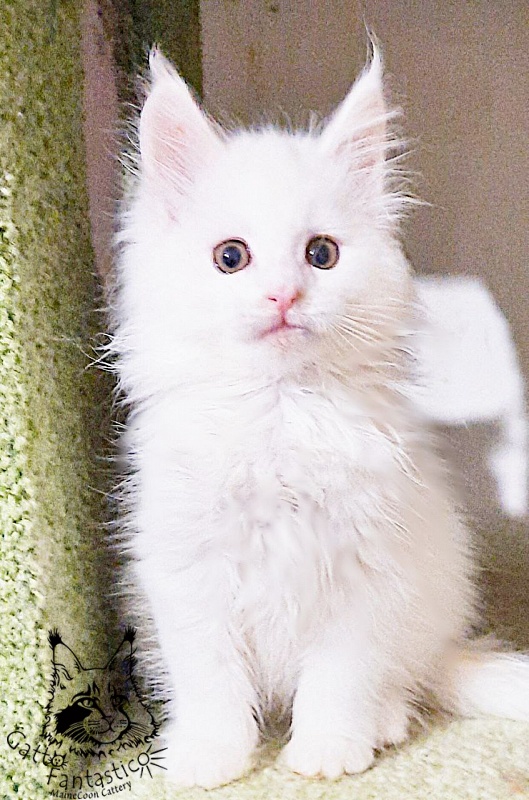 Gatto Fantastico Uma - Кошеня мейн-кун 2 місяця 0,5 тижнів