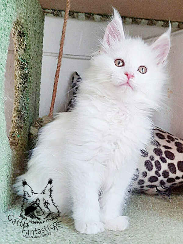 Gatto Fantastico Uma - Кошеня мейн-кун 2 місяця 1 тиждень