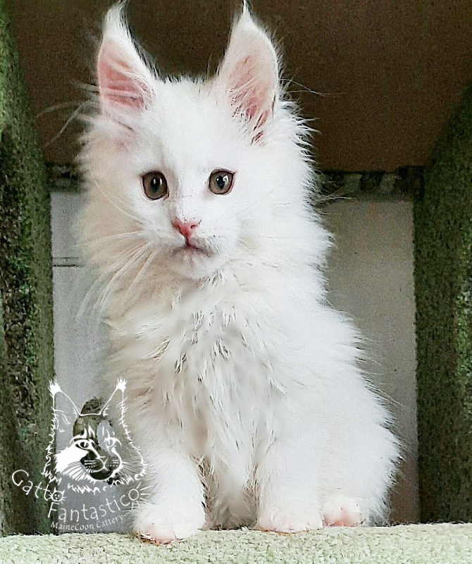 Gatto Fantastico Uma - Кошеня мейн-кун 2 місяця 2,5 тижні