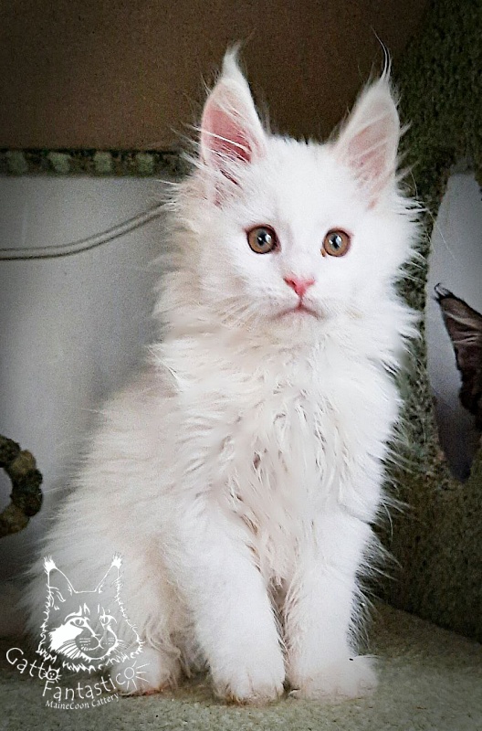 Gatto Fantastico Uma - Кошеня мейн-кун 2 місяця 2,5 тижні