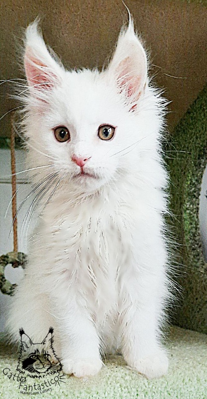 Gatto Fantastico Uma - Кошеня мейн-кун 2 місяця 2,5 тижні