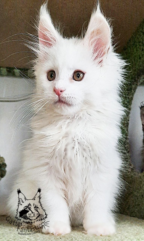 Gatto Fantastico Uma - Кошеня мейн-кун 2 місяця 2,5 тижні