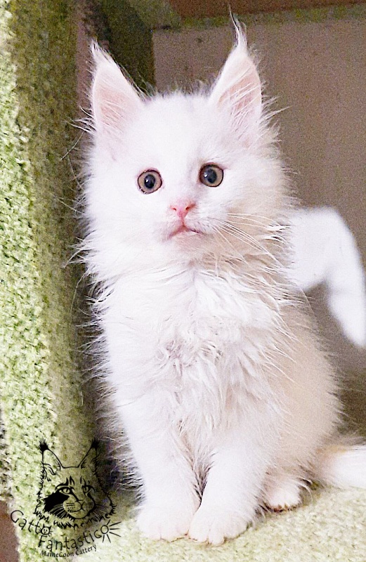 Gatto Fantastico Uma - Кошеня мейн-кун 2 місяця 0,5 тижнів