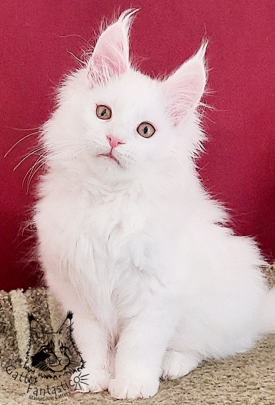 Gatto Fantastico Uma - Кошеня мейн-кун 3 місяця