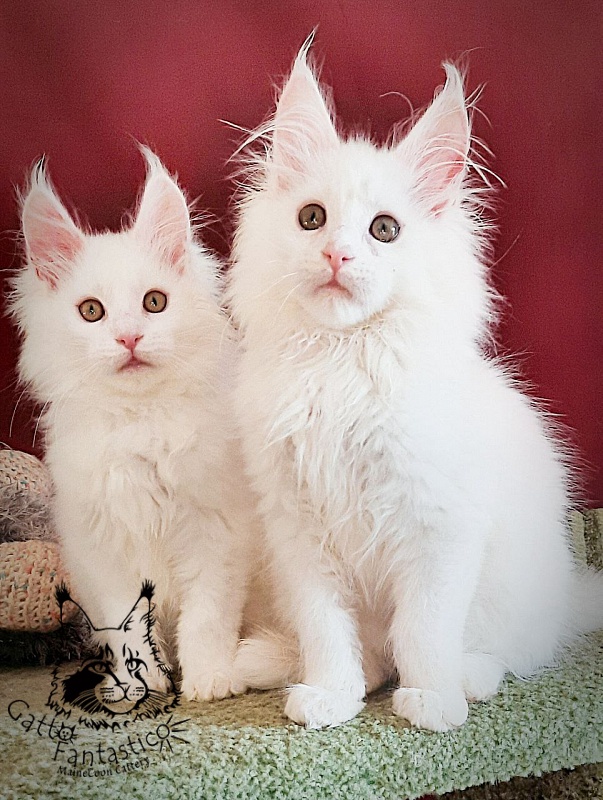 Gatto Fantastico Uma - Кошеня мейн-кун 3 місяця