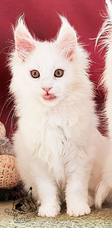 Gatto Fantastico Uma - Кошеня мейн-кун 3 місяця