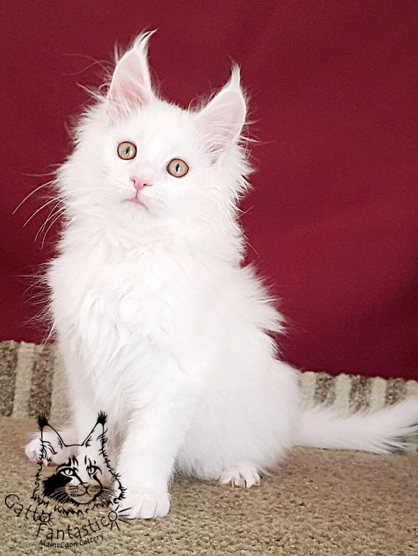 Gatto Fantastico Uma - Кошеня мейн-кун 3 місяця
