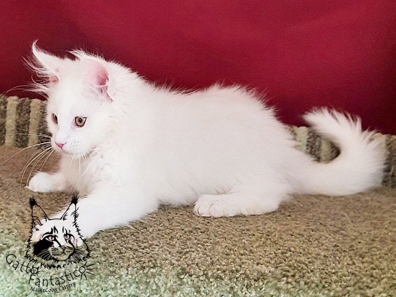 Gatto Fantastico Uma - Кошеня мейн-кун 3 місяця