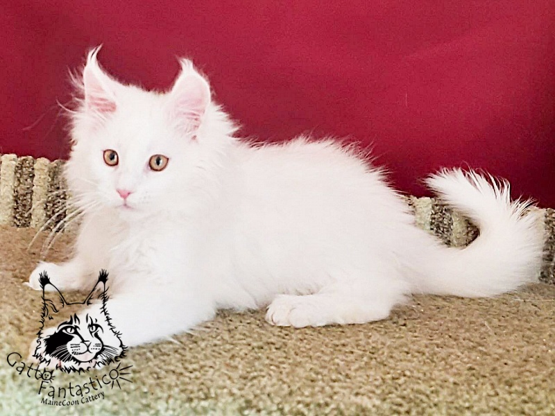 Gatto Fantastico Uma - Кошеня мейн-кун 3 місяця