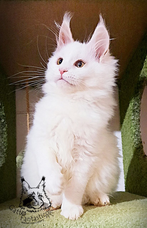 Gatto Fantastico Uma - Кошеня мейн-кун 3 місяця 1 тиждень