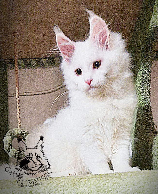 Gatto Fantastico Uma - Кошеня мейн-кун 3 місяця 1 тиждень