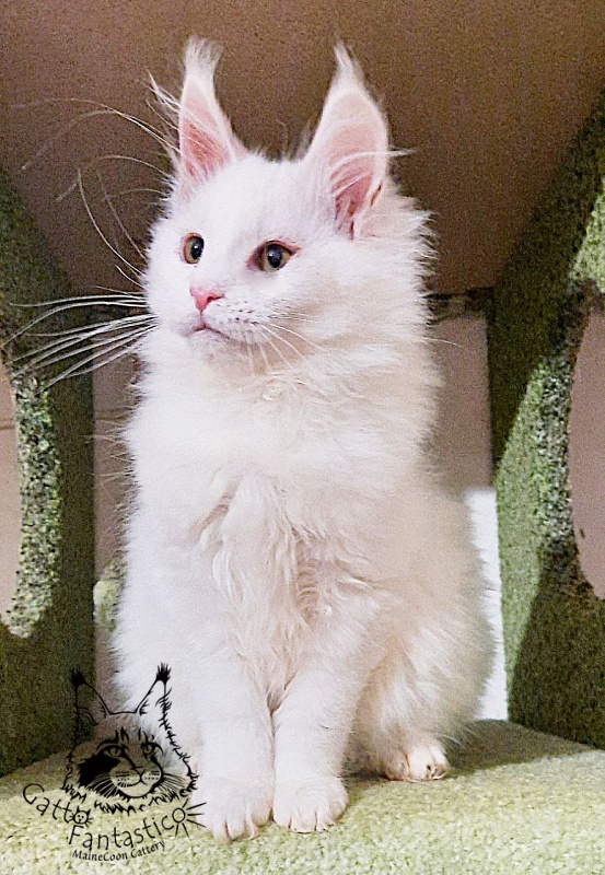 Gatto Fantastico Uma - Кошеня мейн-кун 3 місяця 1 тиждень
