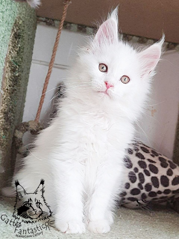 Gatto Fantastico Uma - Кошеня мейн-кун 2 місяця 1 тиждень
