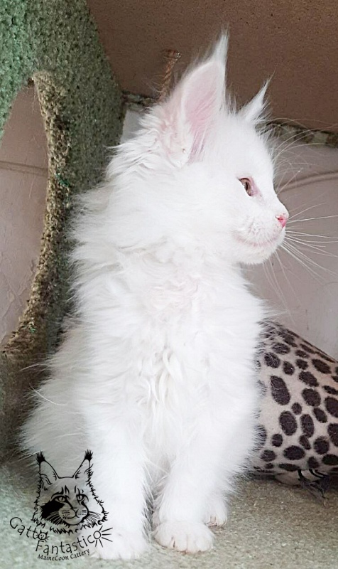 Gatto Fantastico Uma - Кошеня мейн-кун 2 місяця 1 тиждень