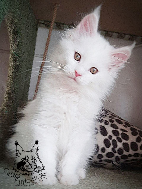 Gatto Fantastico Uma - Кошеня мейн-кун 2 місяця 1 тиждень