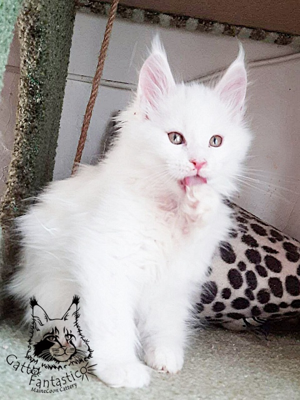 Gatto Fantastico Uma - Кошеня мейн-кун 2 місяця 1 тиждень