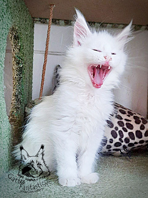 Gatto Fantastico Uma - Кошеня мейн-кун 2 місяця 1 тиждень