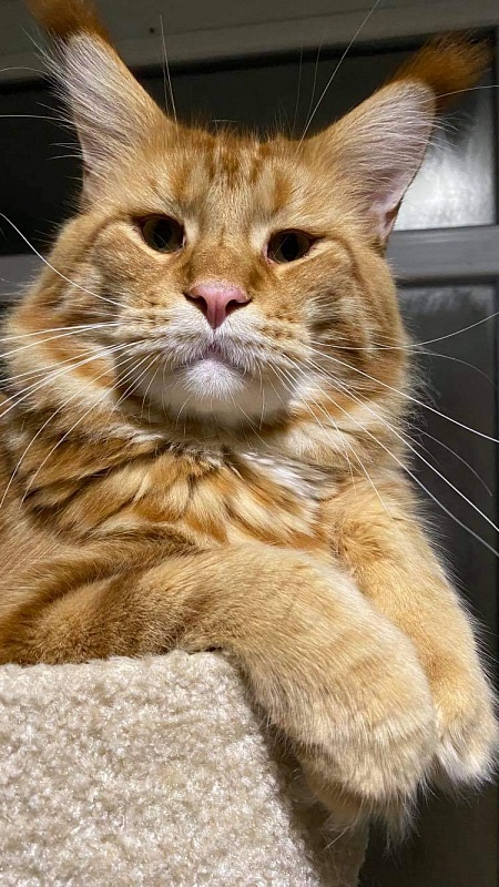 Gatto Fantastico Yuppie - maine-coon