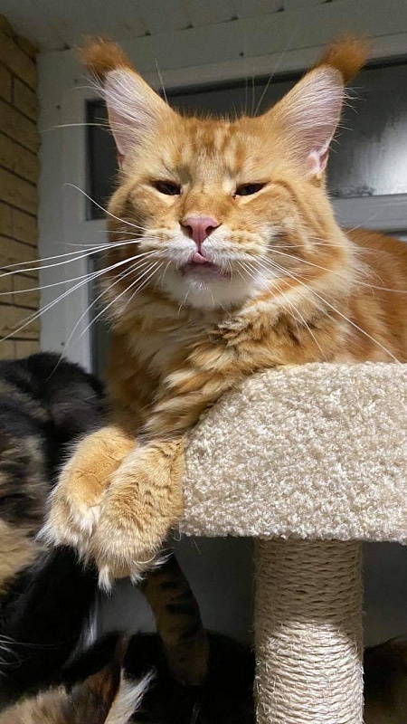 Gatto Fantastico Yuppie - maine-coon