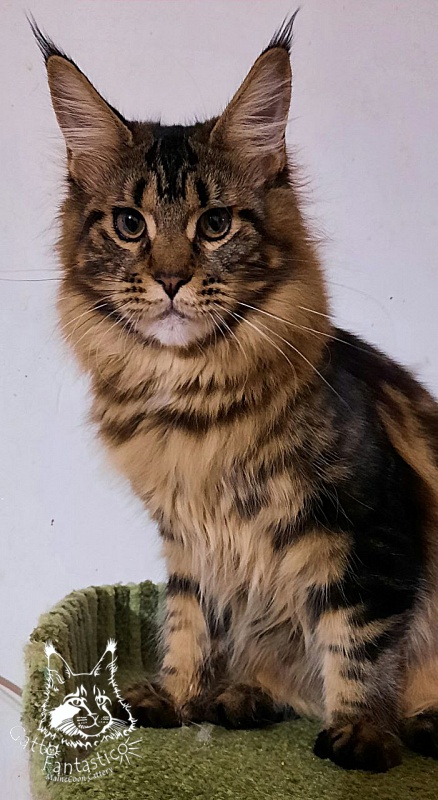 Dos Gatos Brusnika - Junior maine-coon 7 months 0.5 weeks