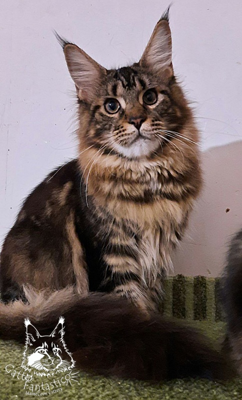 Dos Gatos Brusnika - Junior maine-coon 7 months 0.5 weeks
