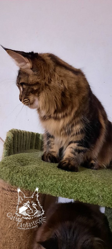Dos Gatos Brusnika - Junior maine-coon 7 months 0.5 weeks