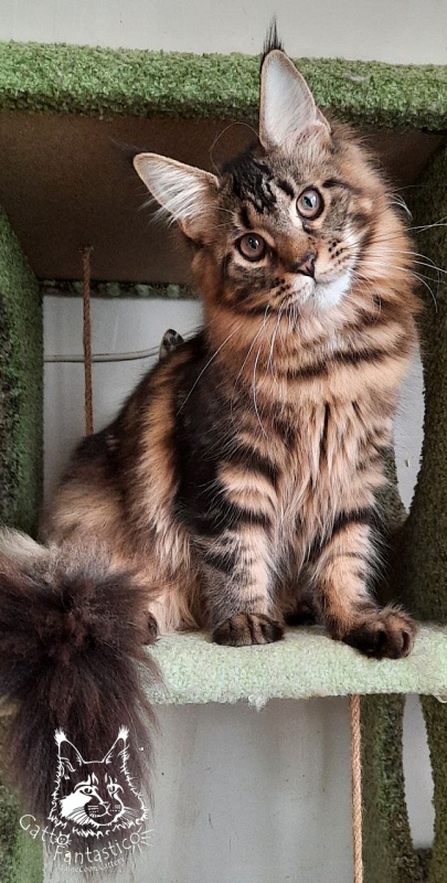 Dos Gatos Brusnika - Junior maine-coon 7 months 0.5 weeks